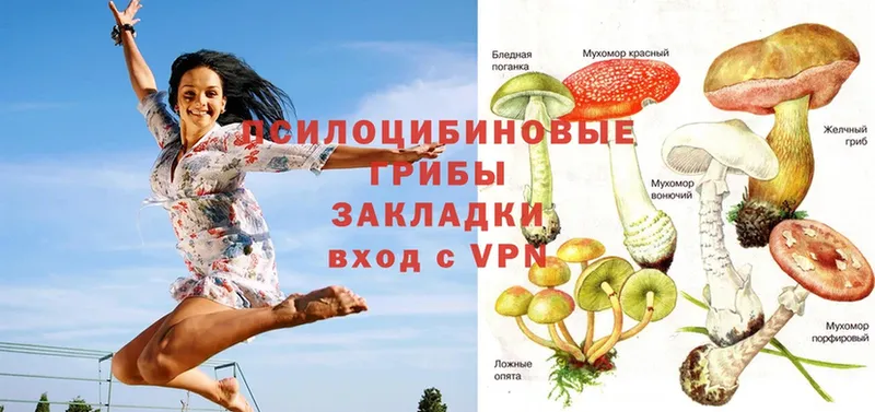 Галлюциногенные грибы Psilocybe  Тарко-Сале 